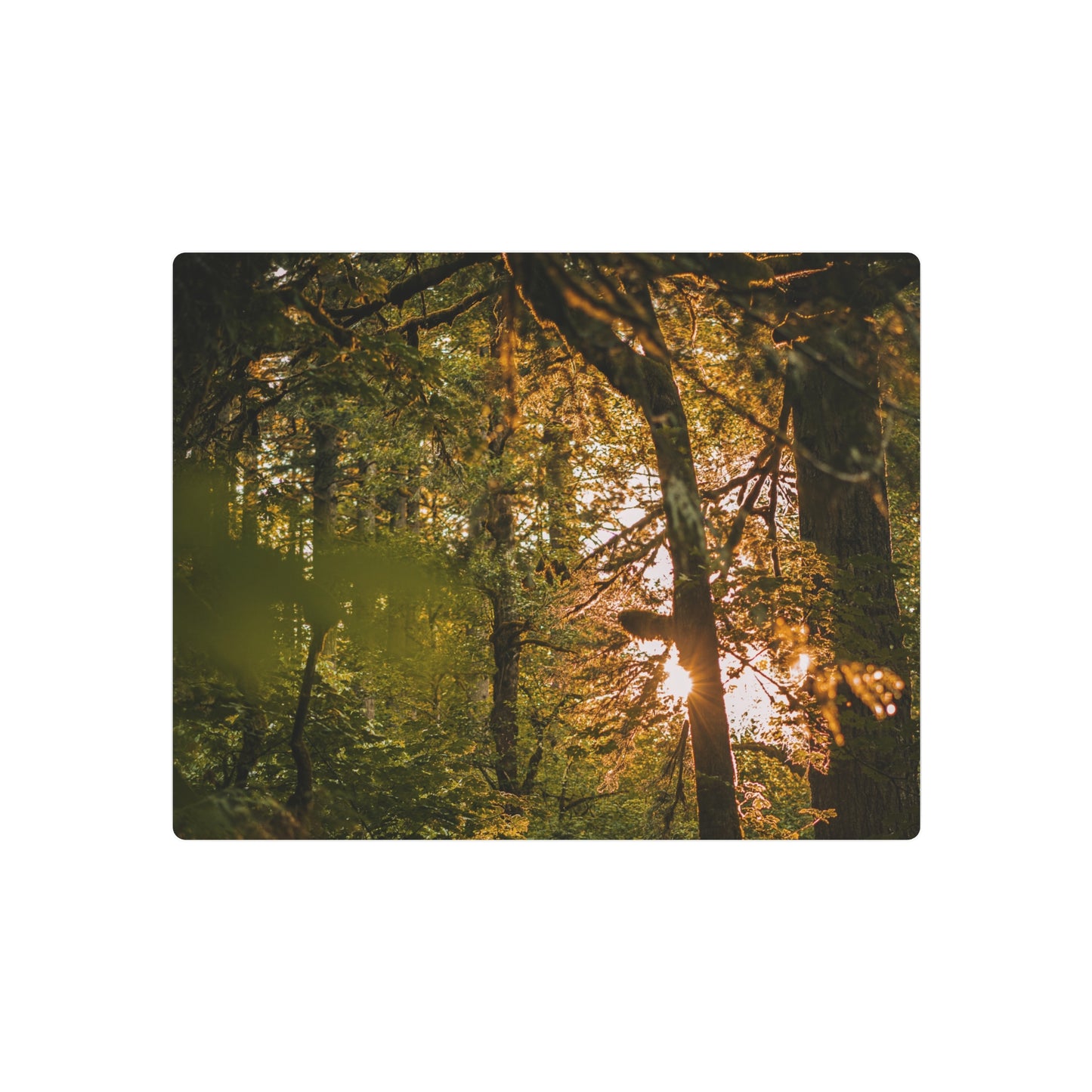 Oregon - Latourell Falls Sunset - Metal Art Sign