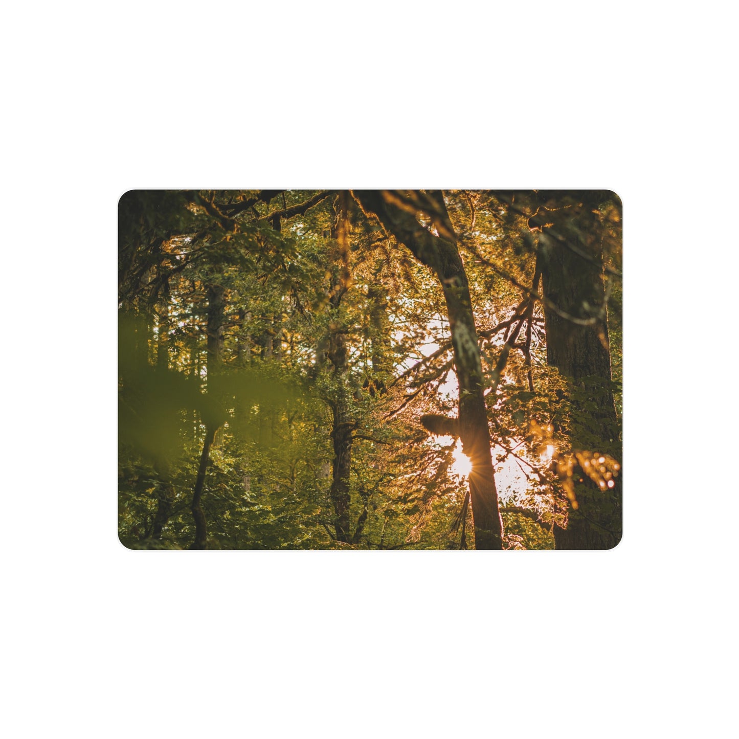 Oregon - Latourell Falls Sunset - Metal Art Sign