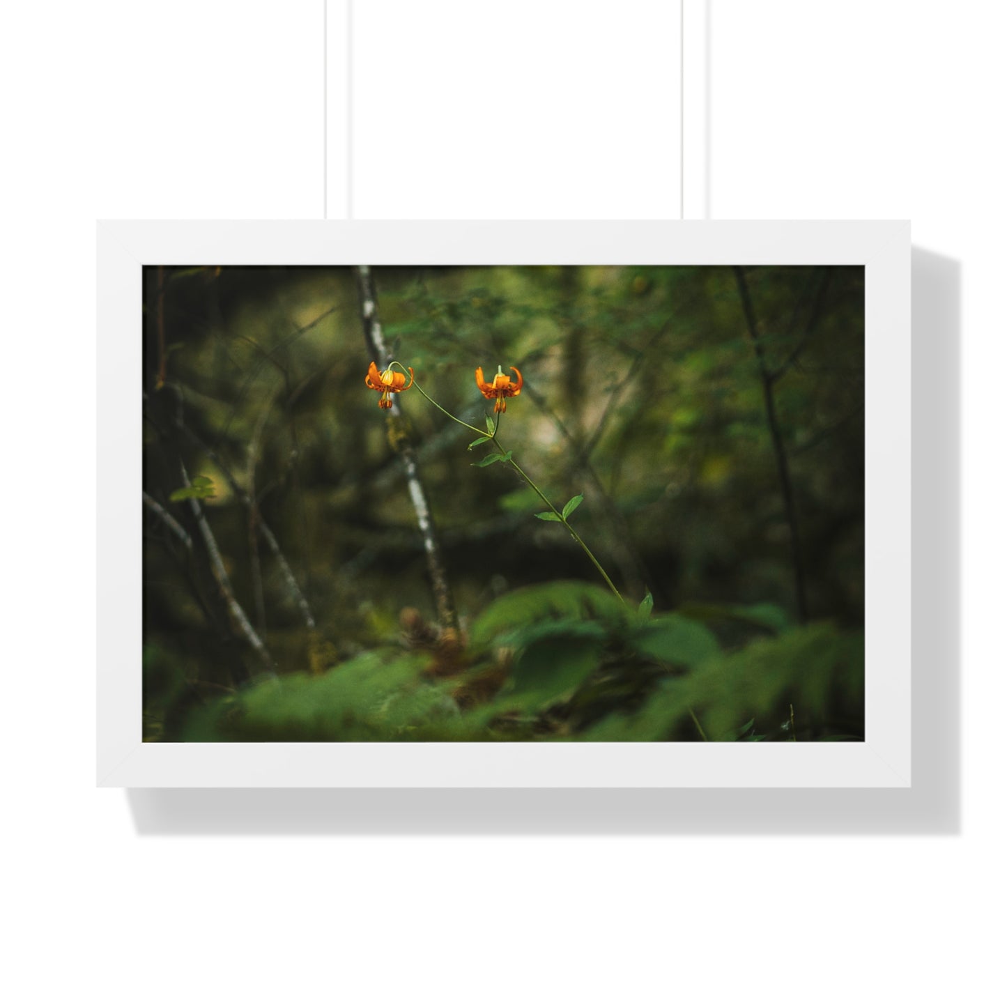 Oregon Tiger Lily - Framed Horizontal Poster
