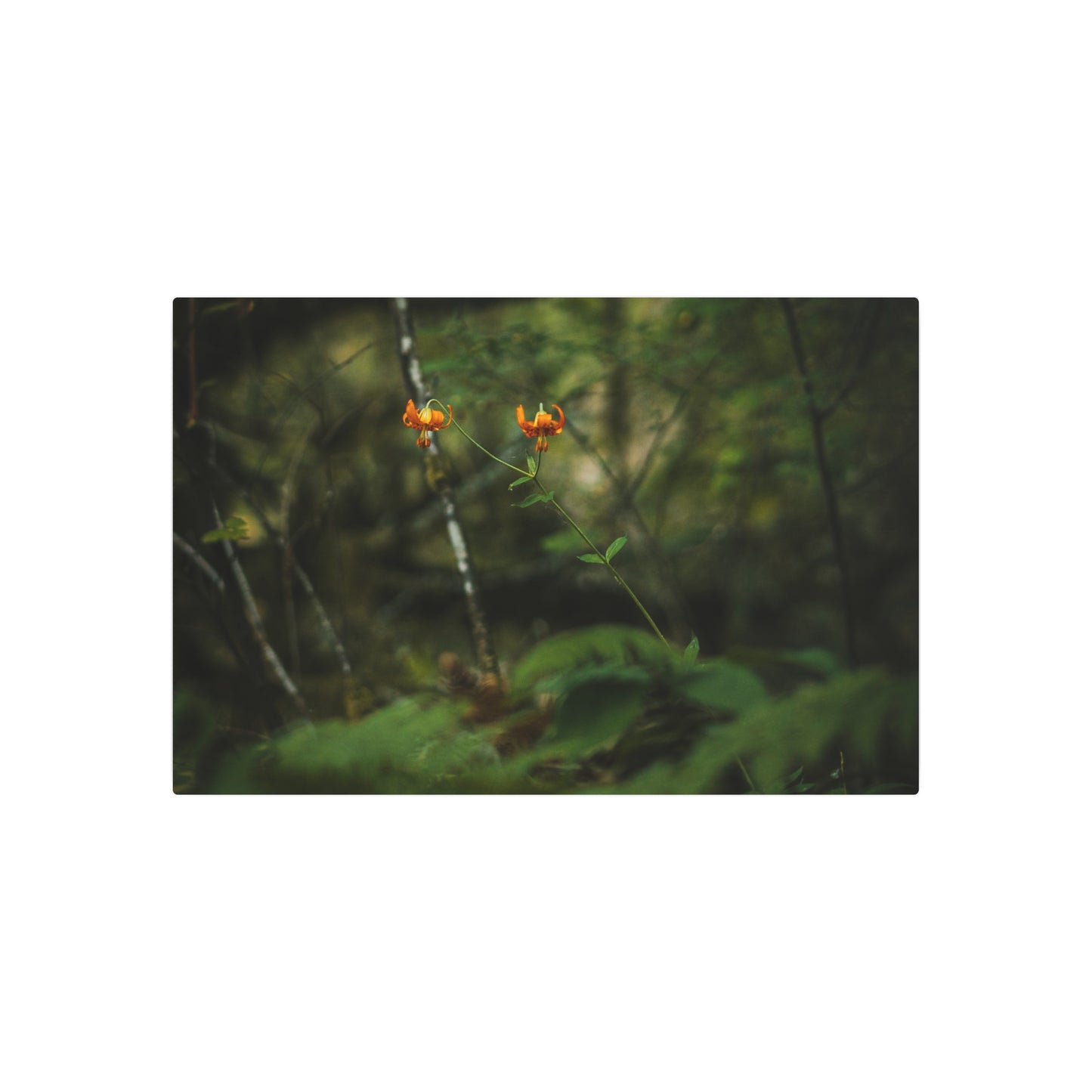 Oregon Tiger Lily - Metal Art Sign