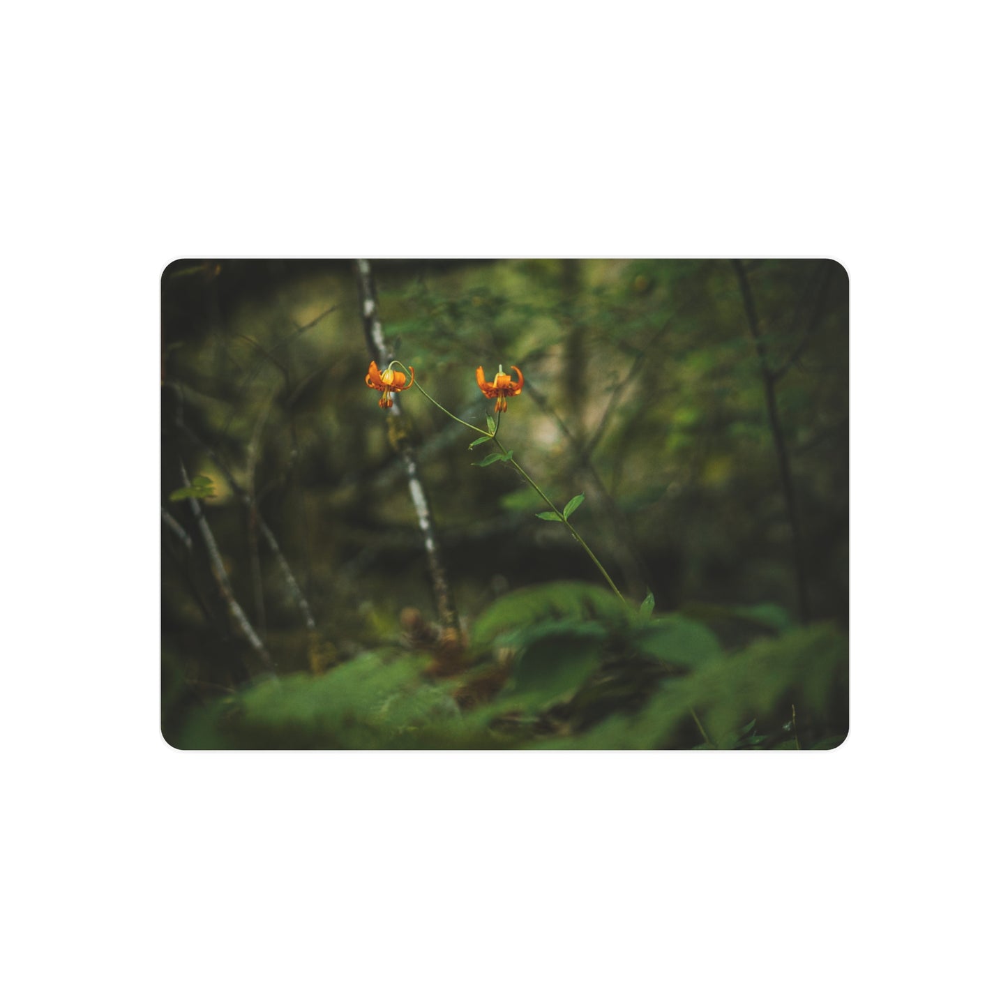 Oregon Tiger Lily - Metal Art Sign
