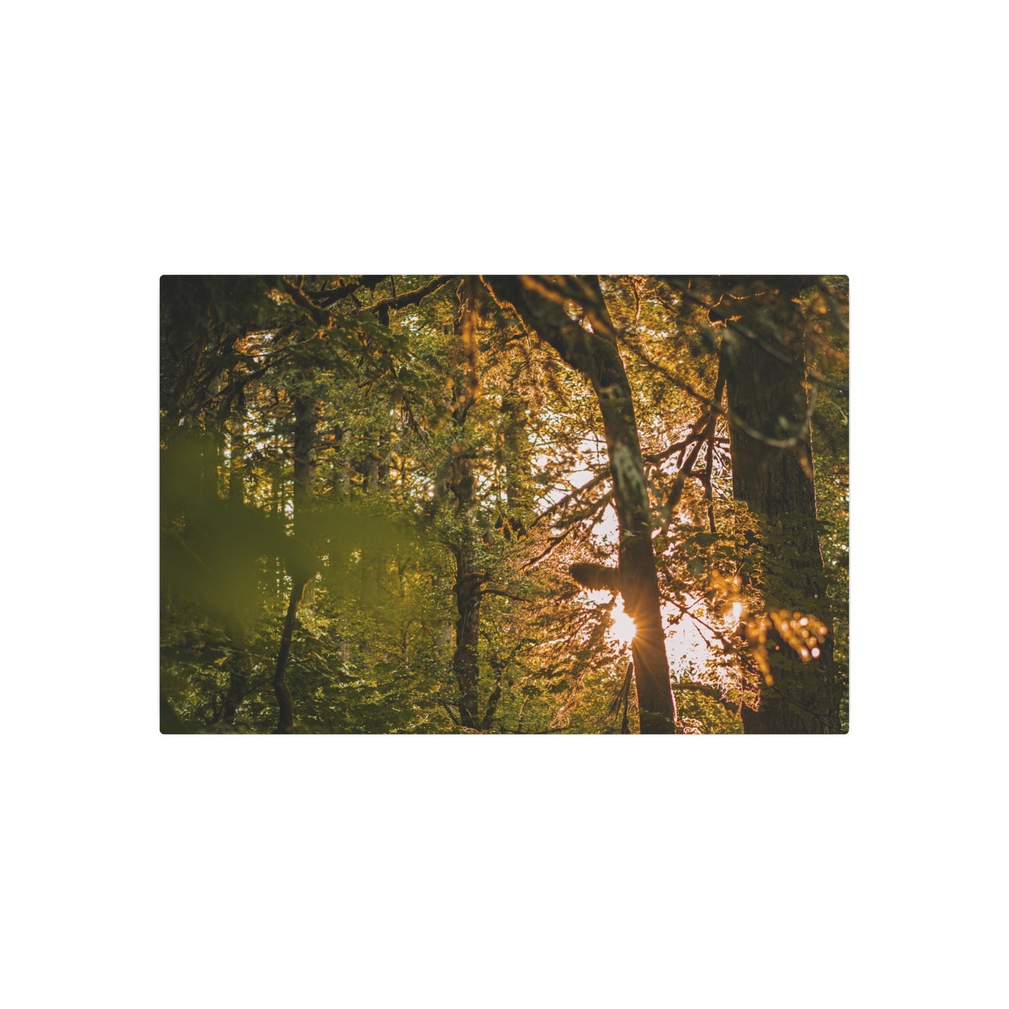 Oregon - Latourell Falls Sunset - Metal Art Sign