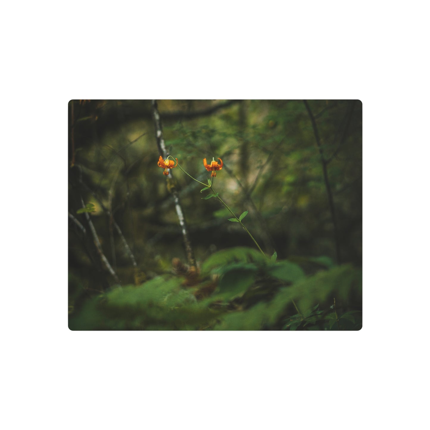 Oregon Tiger Lily - Metal Art Sign