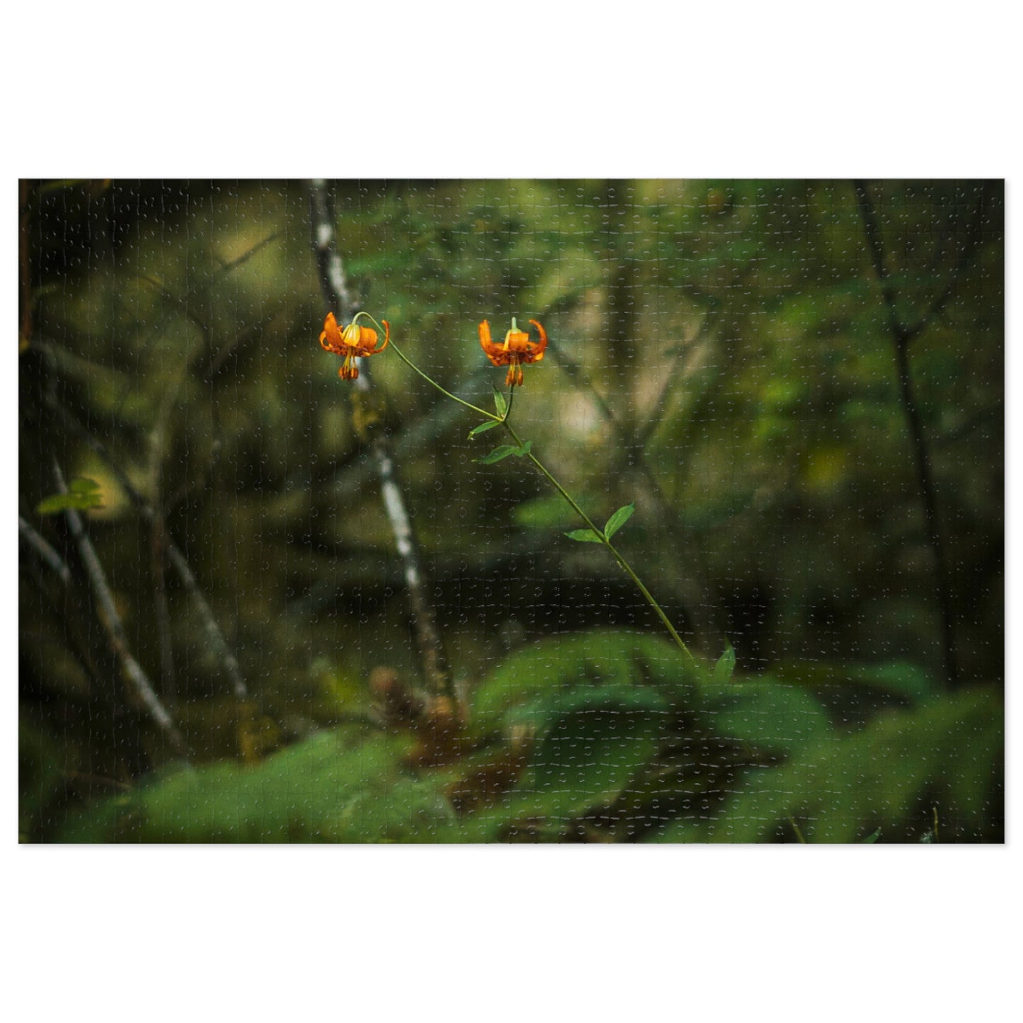 Oregon Tiger Lily - Jigsaw Puzzle (30, 110, 252, 500,1000-Piece)