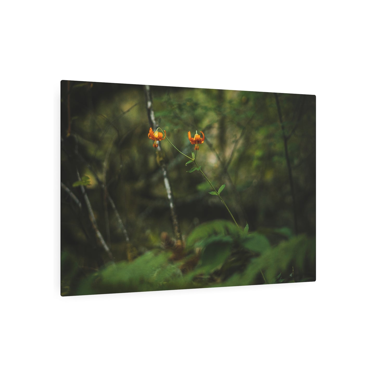 Oregon Tiger Lily - Metal Art Sign