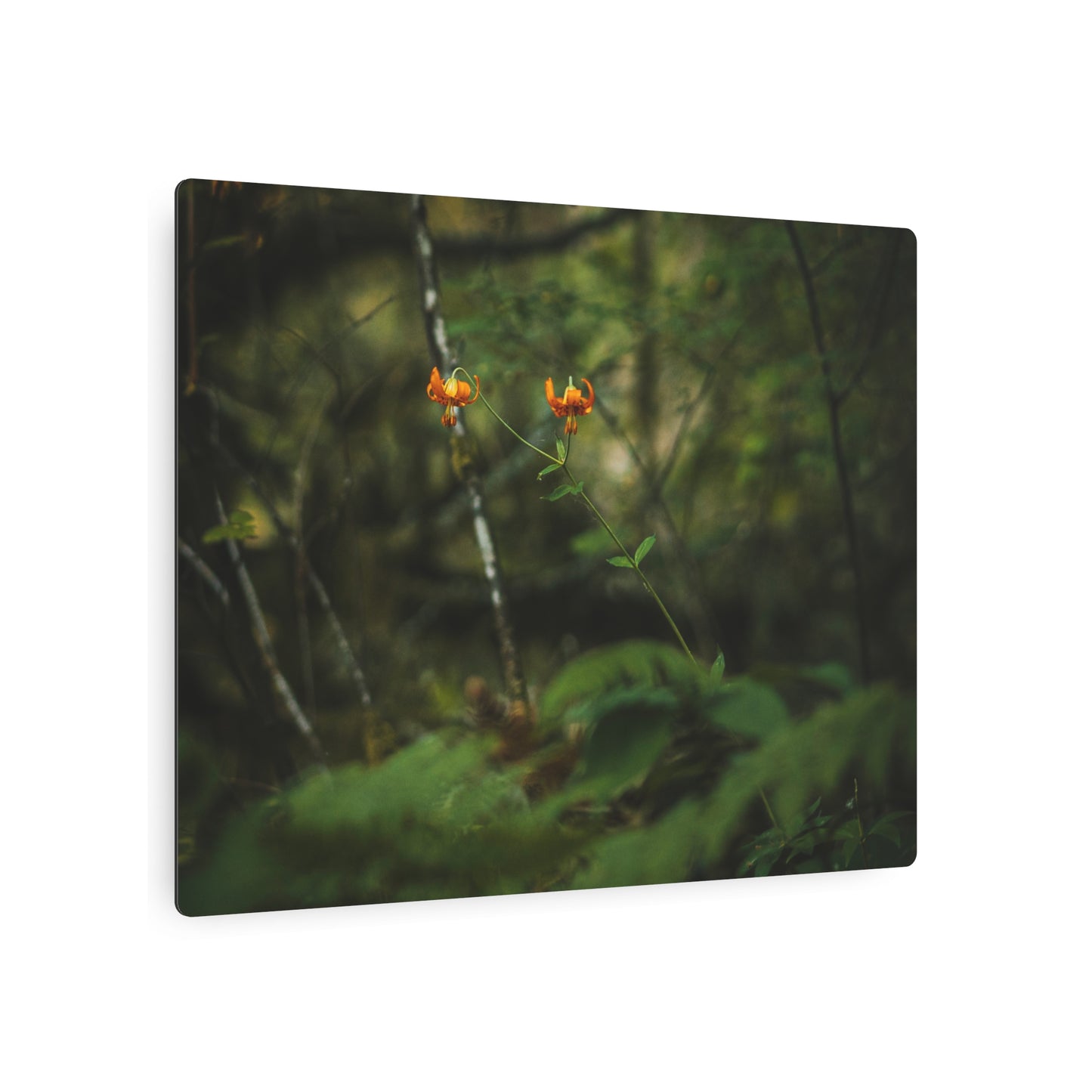 Oregon Tiger Lily - Metal Art Sign