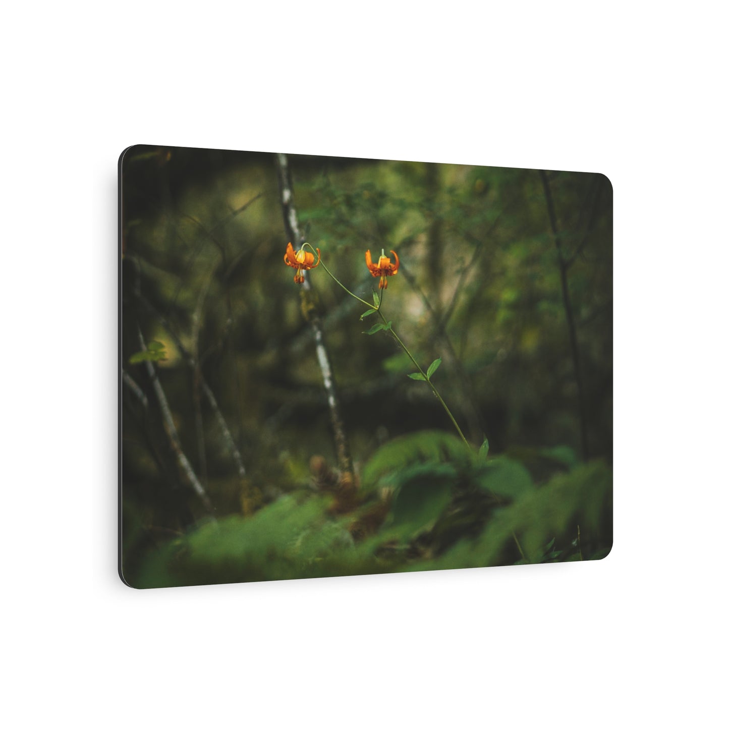 Oregon Tiger Lily - Metal Art Sign