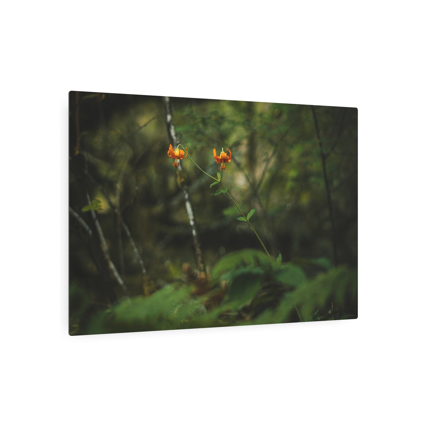 Oregon Tiger Lily - Metal Art Sign